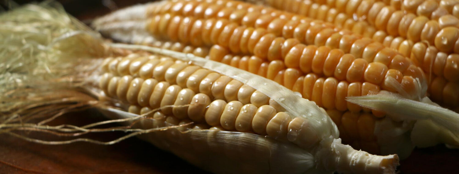 maíz transgénico en Colombia