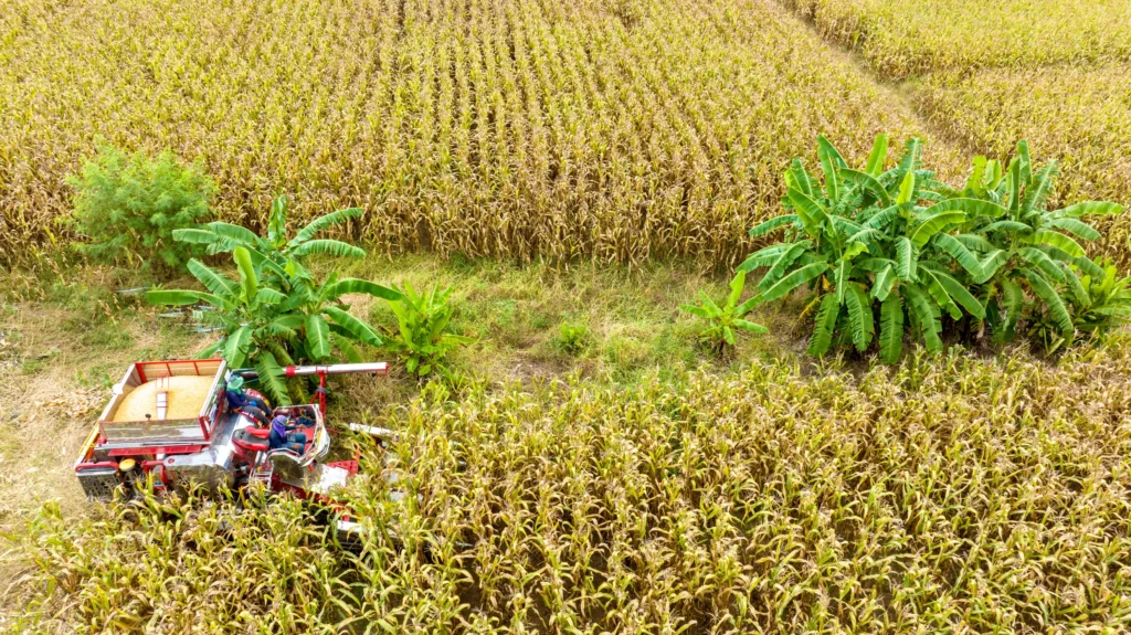 Producción de maíz en colombia